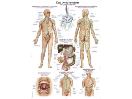 Anatomicky plakat Erler Zimmer - Lymfaticky system cloveka