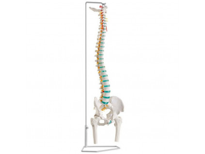 flexibilni pater cloveka s hlavami stehenni kosti