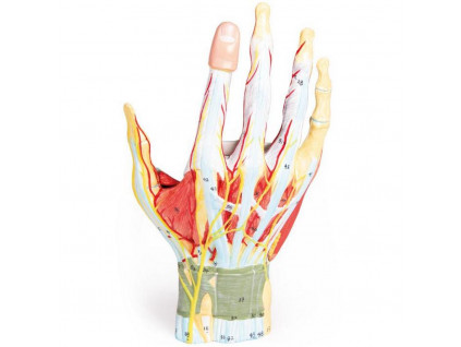 erler zimmer anatomicky model ruky 7 dilny model | 1