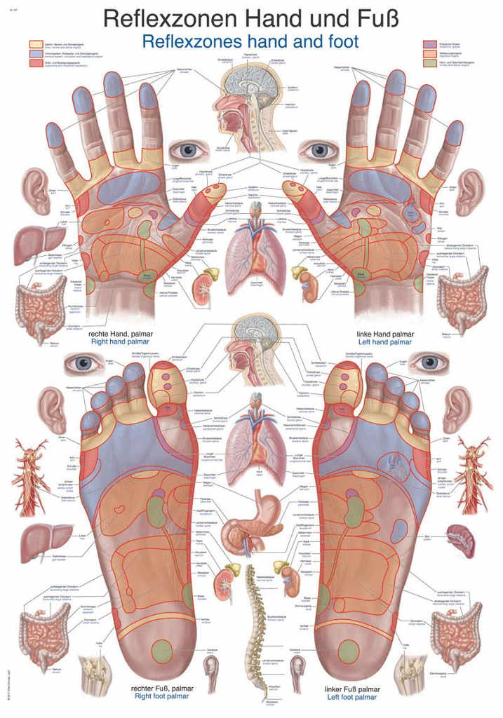 Levně Anatomický plakát Erler Zimmer - Reflexní zóny rukou a chodidel