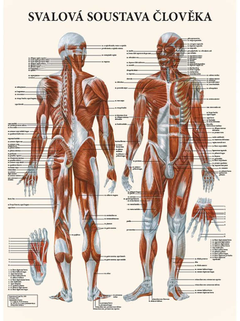 Levně Vydavatelství Poznání Anatomický plakát - Svalová soustava člověka