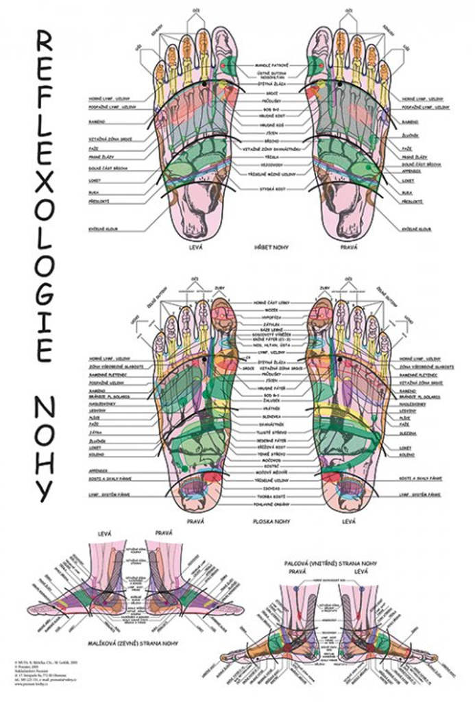 Levně Vydavatelství Poznání Anatomický plakát - Reflexologie nohy