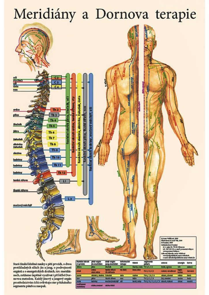 Levně Vydavatelství Poznání Anatomický plakát - Meridiány a Dornova terapie