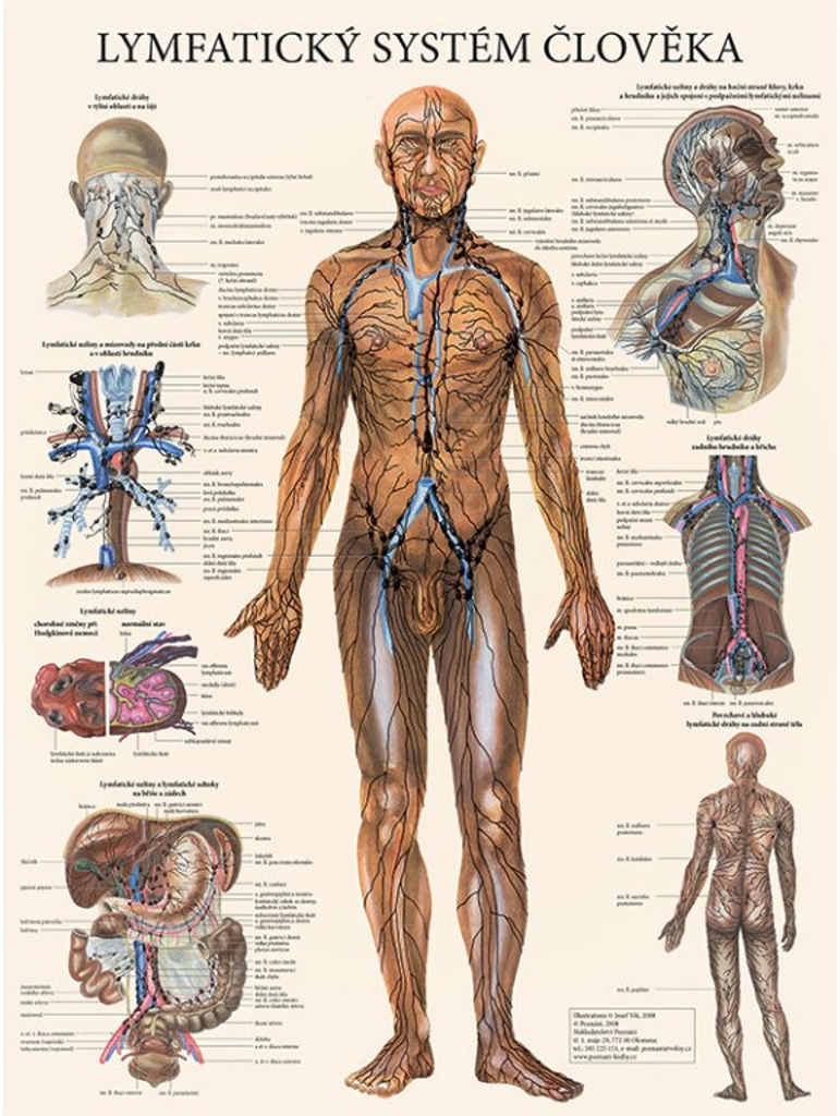 Levně Vydavatelství Poznání Anatomický plakát - Lymfatický systém člověka