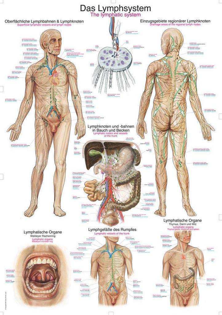 Levně Anatomický plakát Erler Zimmer - Lymfatický systém člověka