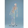 Kostra cloveka - model "Max" s ohebnou pateri, vyznacenymi svaly a vazy