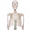 kostra cloveka model oscar | 9