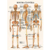 Anatomický plakát - Kostra člověka
