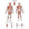 Anatomicky plakat Erler Zimmer - Spousteci body tela