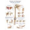 Anatomicky plakat Erler Zimmer - Rameno a lokeť