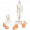 set akupunktury 5 modelu | 1