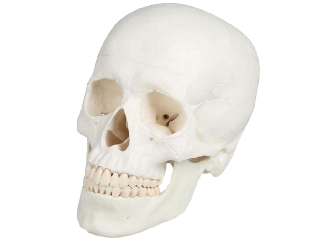 erler zimmer emberi koponya modell 3 reszes 1