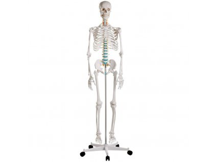 erler zimmer emberi csontvaz modell oscar | 1