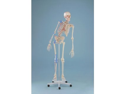 emberi csontvaz modell max hajlekony gerincoszloppal kijelolt izmokkal es kotoszovetekkel
