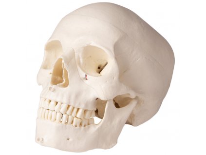 erler zimmer emberi koponya 5 reszes modell fogorvosoknak 1