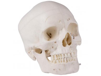 erler zimmer emberi koponya 14 reszes didaktikai modell 1
