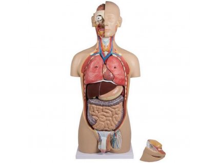 emberi torzs 27 reszbol allo anatomiai modell nyitott hattal