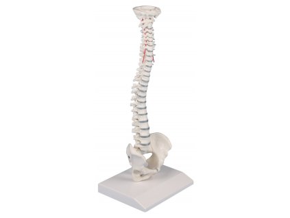 emberi gerinc kicsinyitett modell