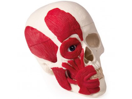 emberi koponya modell izmokkal 1