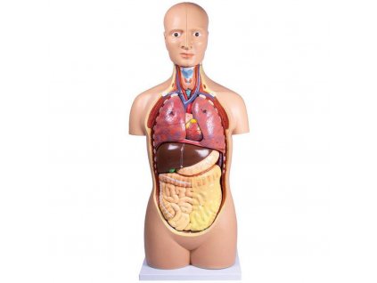 emberi torzo 12 darabos anatomiai modell 1