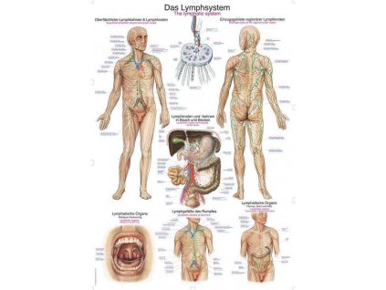 Erler Zimmer  anatomiai poszter- Az emberi nyirokrendszer
