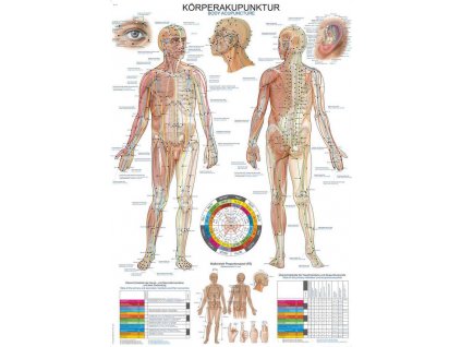 anatomiai poszter Erler Zimmer - A test akupunkturaja