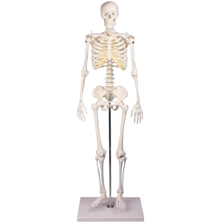 ERLER ZIMMER emberi csontváz – „TOM” kicsinyített modell
