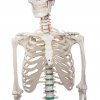 erler zimmer emberi csontvaz modell oscar 4