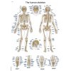 anatomiai plakat emberi csontvaz
