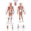 Erler Zimmer  anatomiai poszter- Az emberi nyirokrendszer - a test triggerpontjai