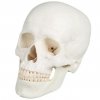 erler zimmer emberi koponya modell 3 reszes 1