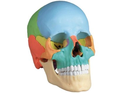 erler zimmer craniu uman 22 piese model didactic 1