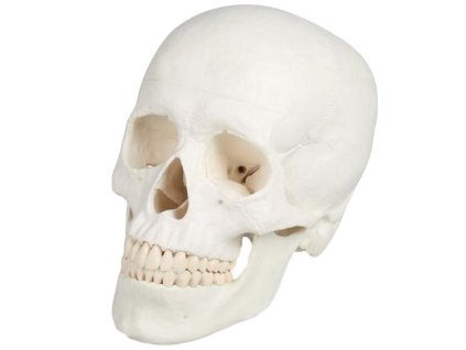 erler zimmer craniu uman 3 părți 1
