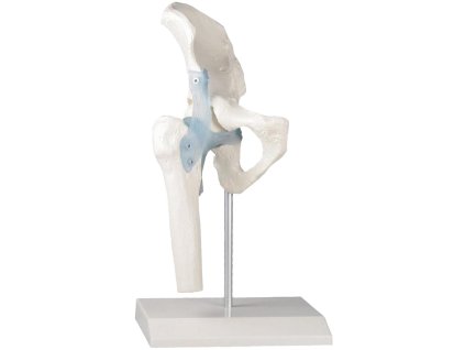 erler zimmer model anatomic șold șolduri cu ligamente și suport 1
