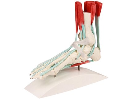 schelet de picior cu ligamente 1