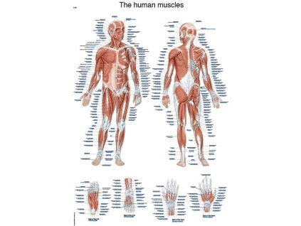 poster anatomic constituția musculară a omului