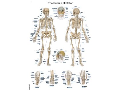 plaga anatomică a scheletului uman