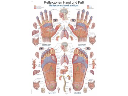 zone reflectorizante pentru postere anatomice pe mâini și picioare