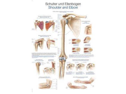 Poster anatomic Erler Zimmer - Umăr și cot