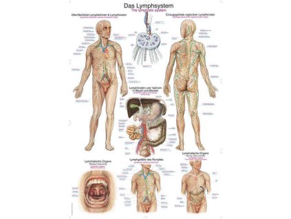 Poster anatomic Erler Zimmer - Sistemul limfatic al omului