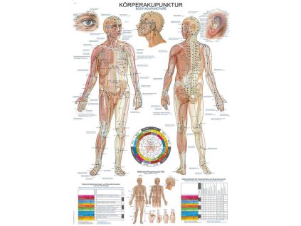Poster anatomic Erler Zimmer - Acupunctura corpului