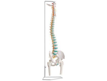 coloană vertebrală umană flexibilă cu capete femurale
