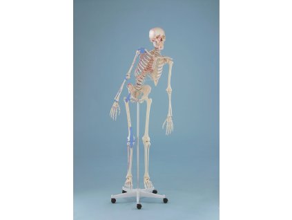 Schelet uman - model "Max" cu coloana vertebrala flexibila, muschi si ligamente marcati