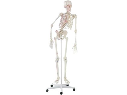 erler zimmer schelet uman model peter cu coloană flexibilă și mușchi marcați 1