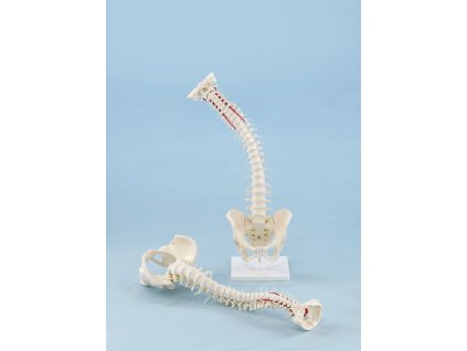 Coloana vertebrală umană foarte flexibilă, cu pelvis si suport