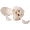 craniu uman erler zimmer model în 5 părți pentru dentiști 2