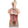 trunchi uman 27 piese model anatomic cu spate deschis 2