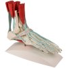 scheletul piciorului cu ligamente 2