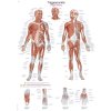 Poster anatomic Erler Zimmer - Puncte Trigger ale corpului