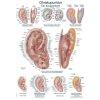 Poster anatomic Erler Zimmer - Auriculoterapie